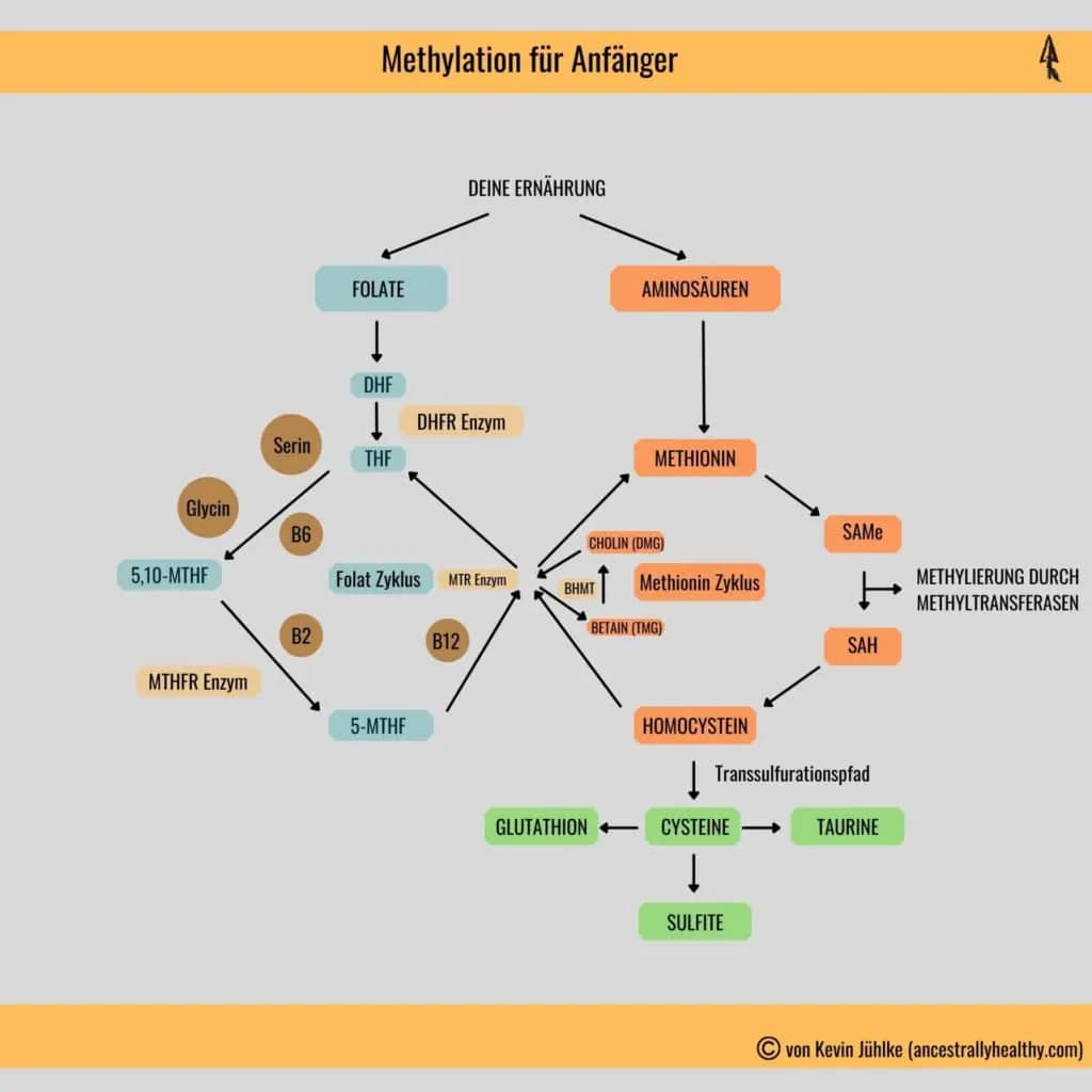 My version of the methylation cycle - not complete but well understandable!