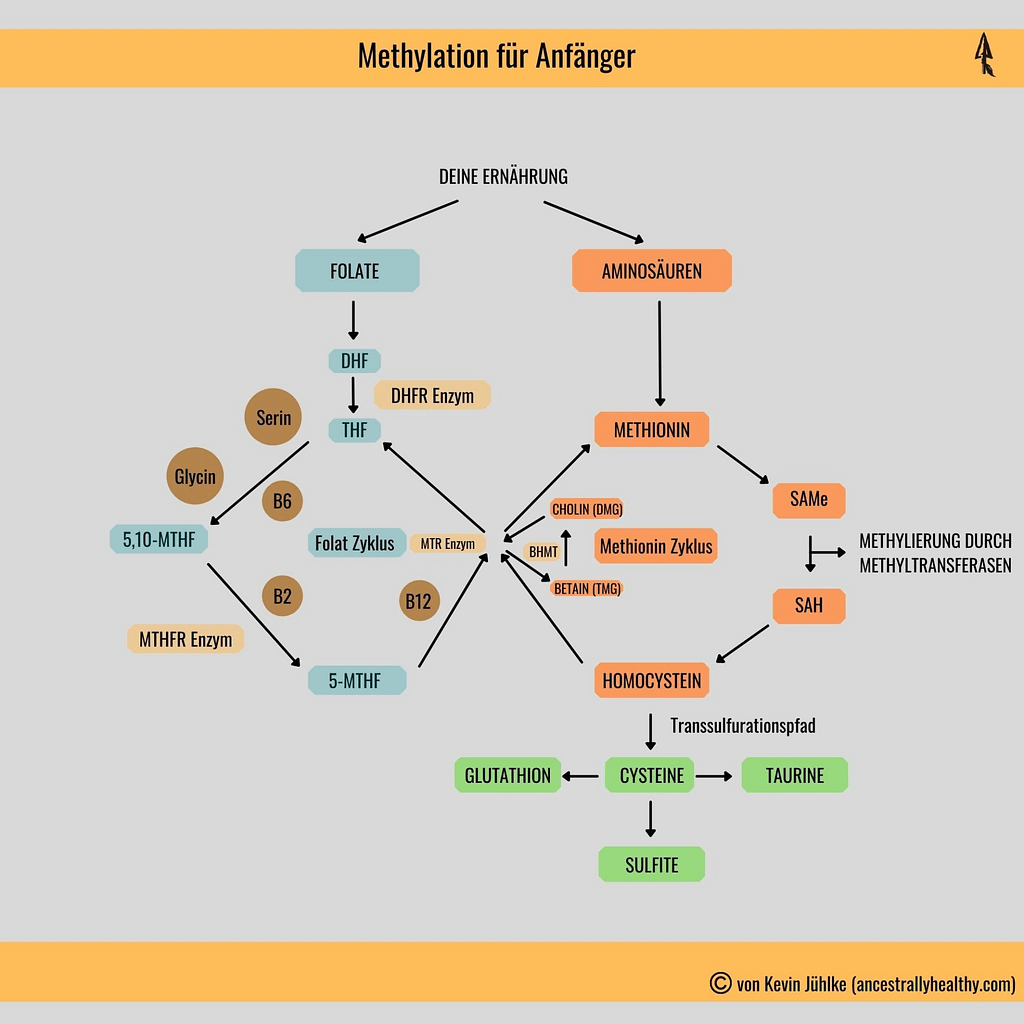 Meine Version des Methylierungsprozesses - nicht komplett aber gut verständlich!