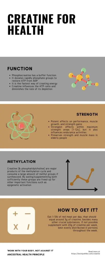 The roles of creatine.