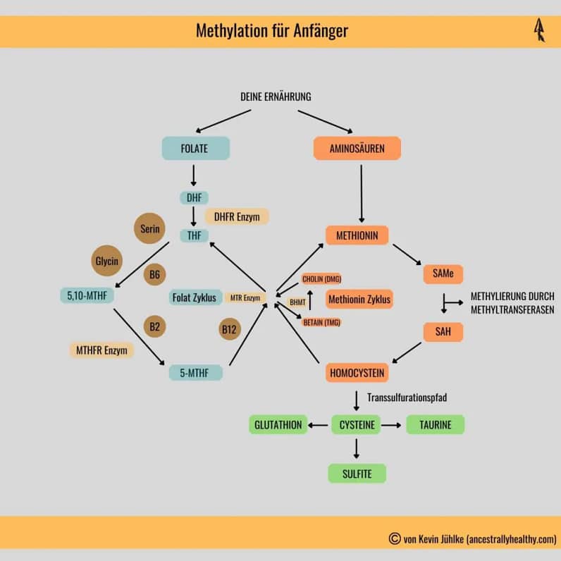 My diagram on methylation.