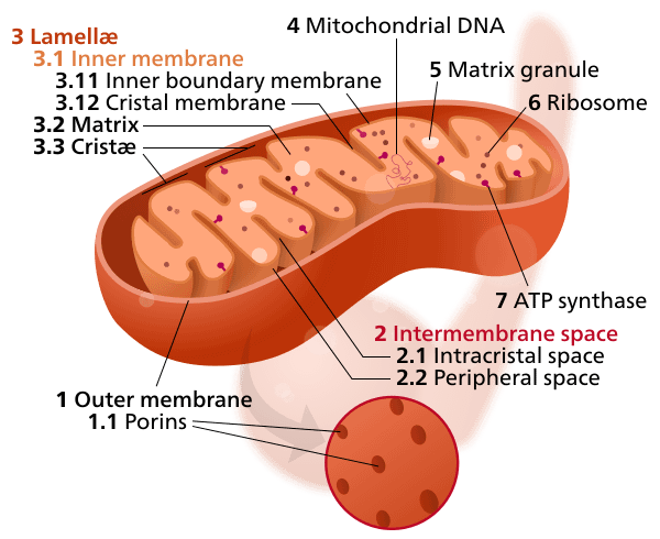 Mitochondrion mini